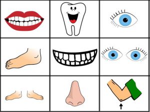 اجزاء الجسم بالانجليزي للاطفال والحواس الخمسة بالصور تعرفي عليها